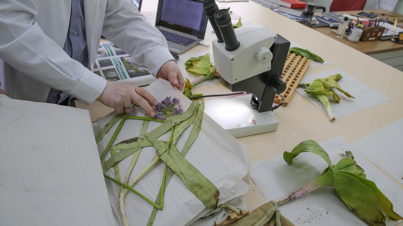 "Bahçemizde bu bitkiyi yetiştiriyoruz"