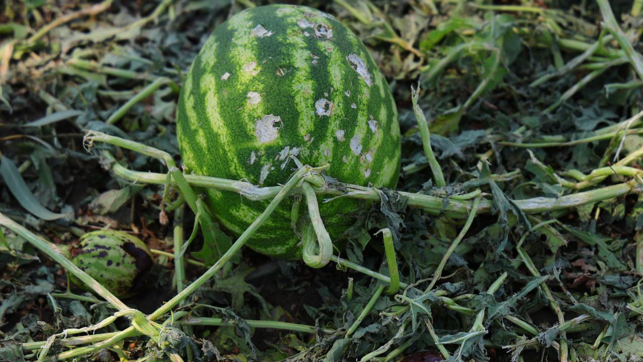 “30 bin dönüm alan zarar gördü”