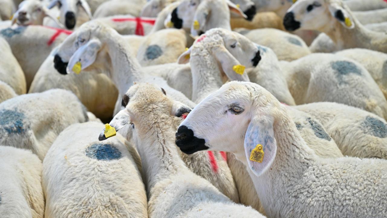 2 - Vekaletle kurban kesimi nasıl yapılır?