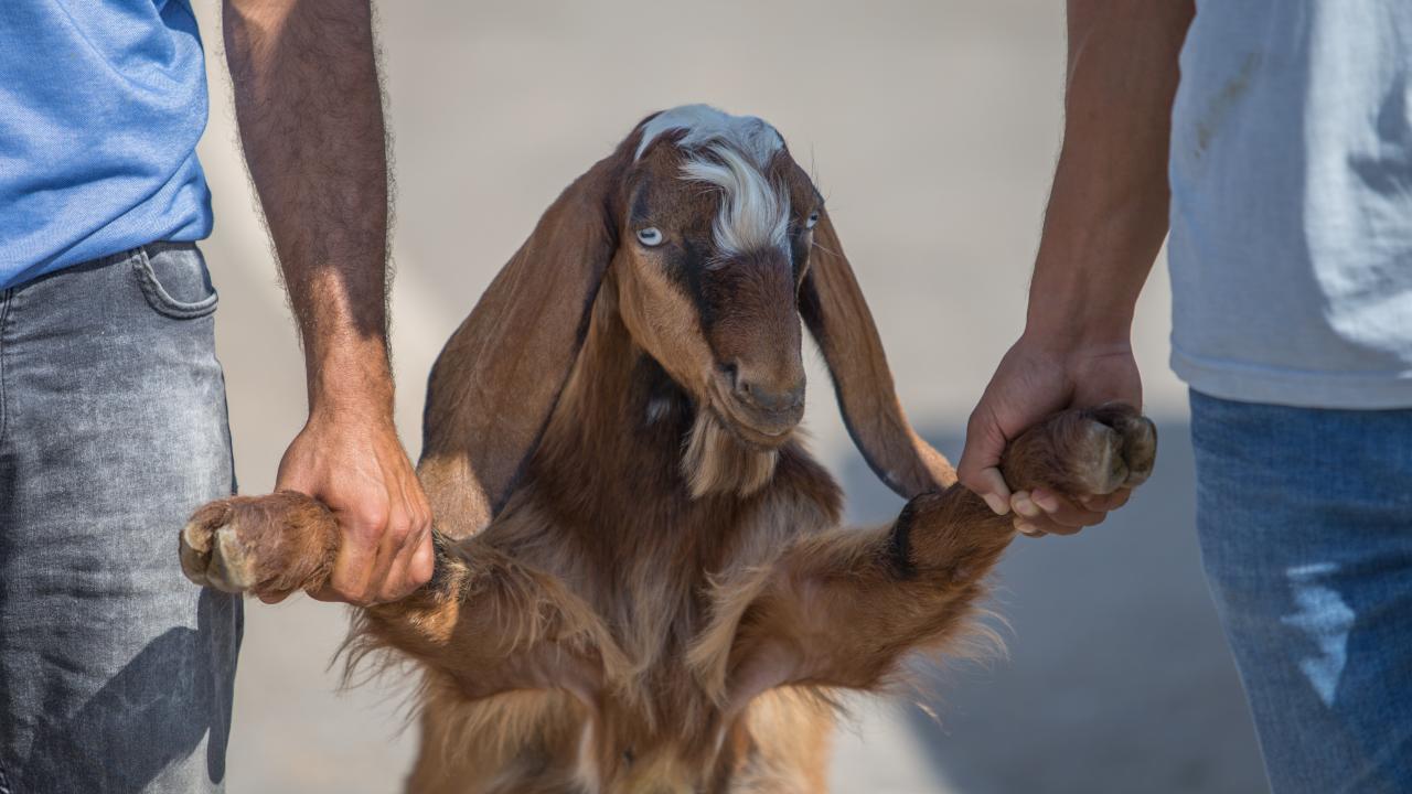 1 - Kurban kesim vakti ne zaman başlar ve biter?