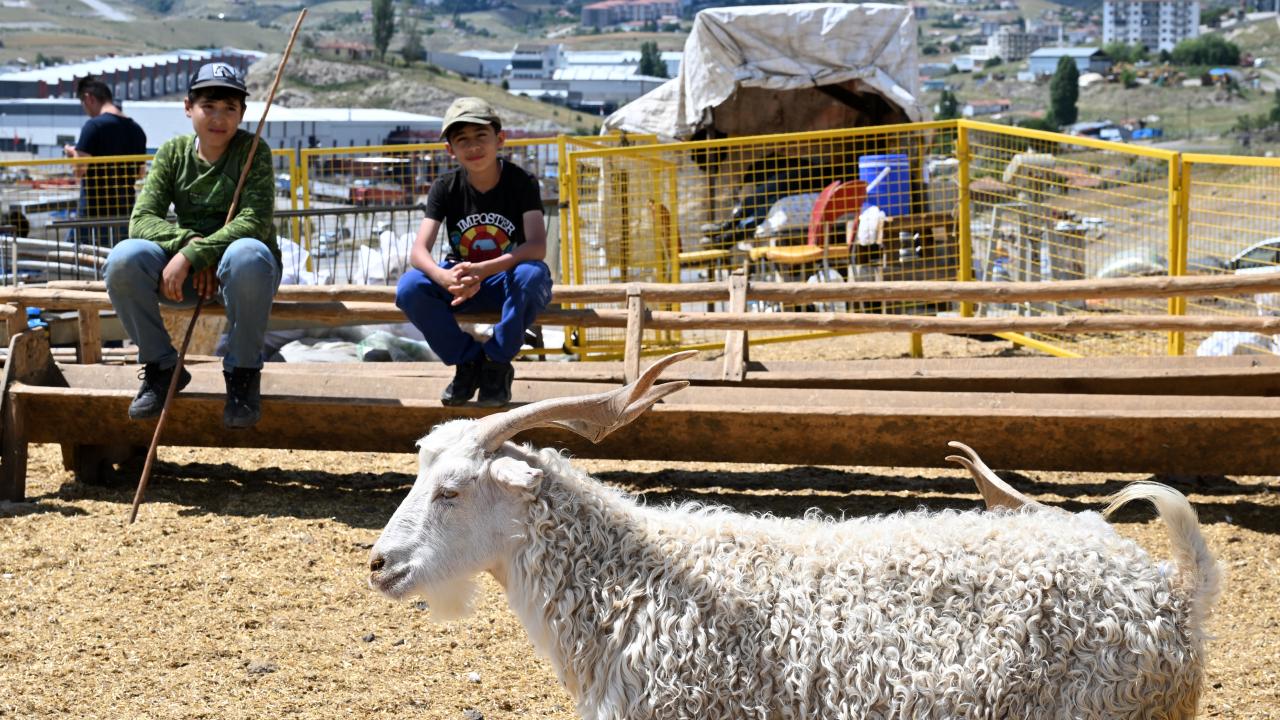 3 - Küçükbaş ve büyükbaş hayvanlardaki kurban hisseleri nasıl olmalı?