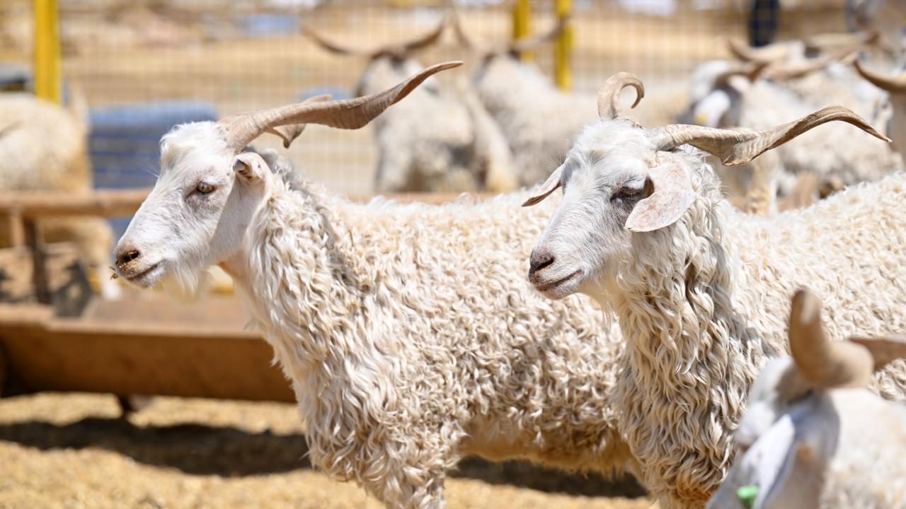 4 - Vekaletle kurban kesimi kimin adına olmalı?