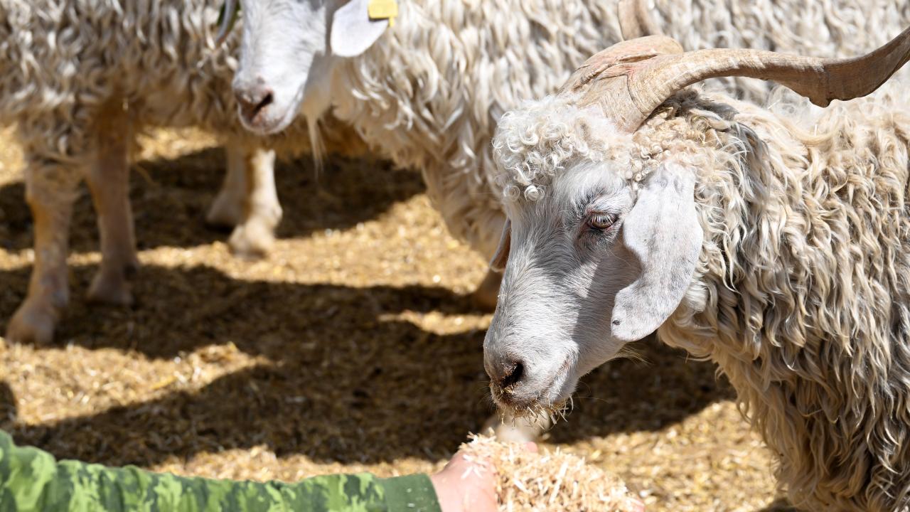 5 - Hayvan kesim ücretleri veya organizasyon giderleri kurbanlıklardan karşılanabilir mi?