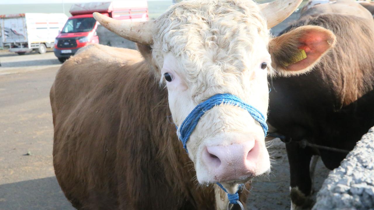 7 - Kesim öncesi kurban etlerinin satışının planlanması yapılabilir mi?