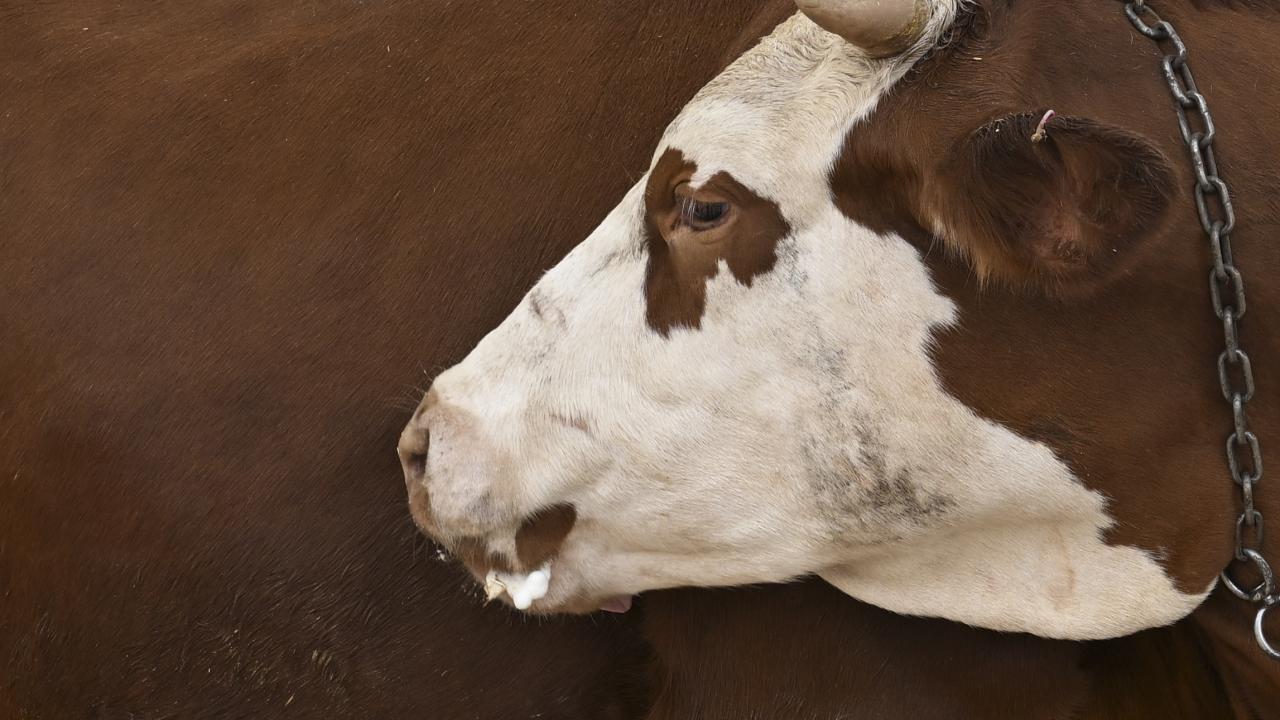 8 - Kurban eti satılabilir mi?