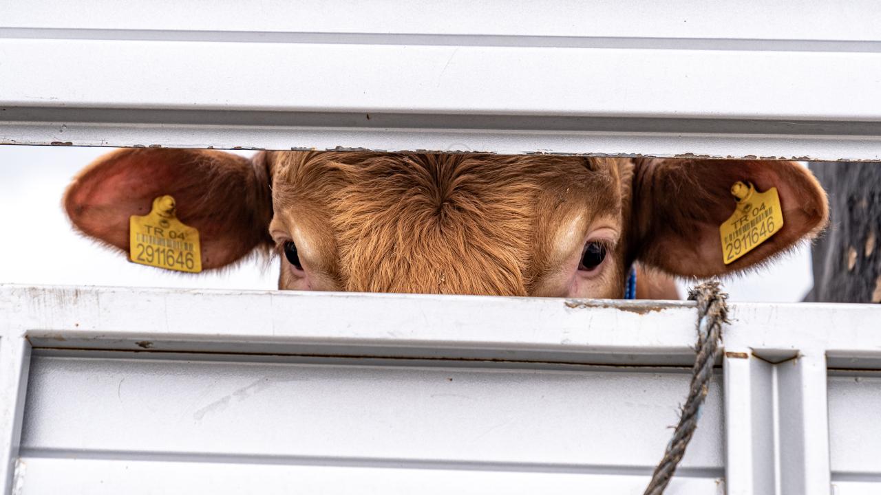 9 - Kurban etinin tamamı hissedarlara mı verilmeli?