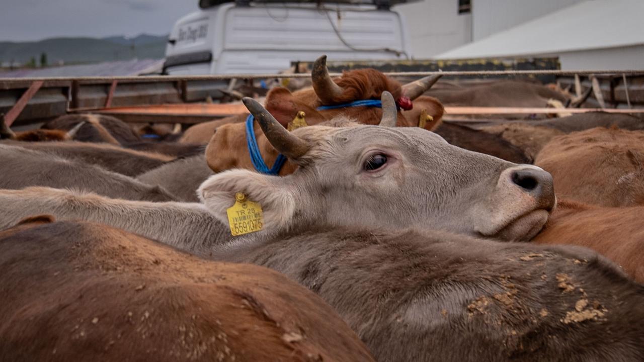 10 - Hissedarlara başka hisselerden kurban eti verilebilir mi?