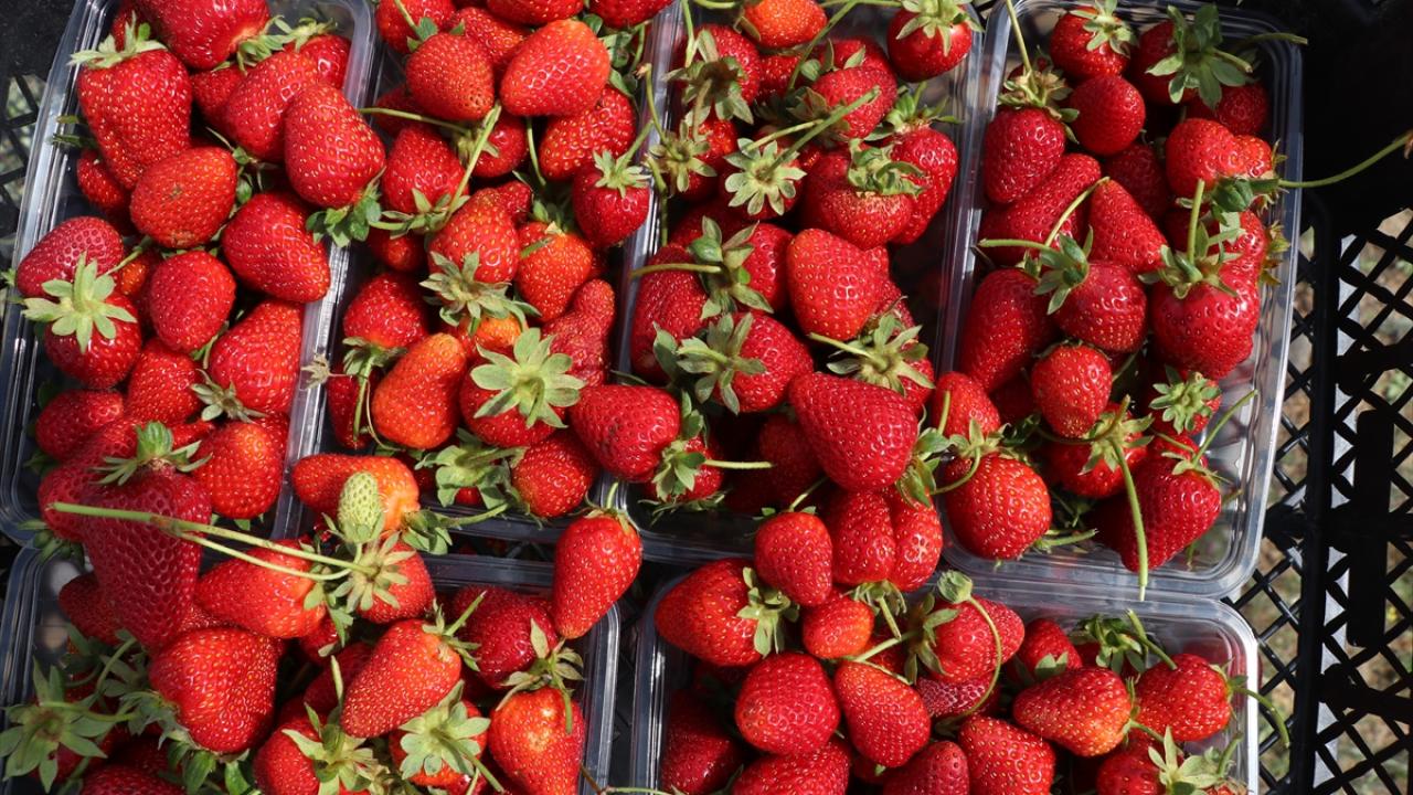 Köylülerine de örnek oldu