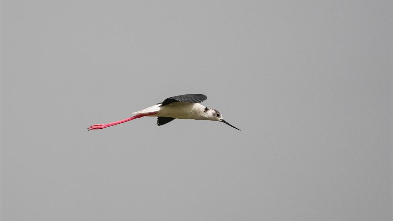 Kara kanatlı uzun bacak