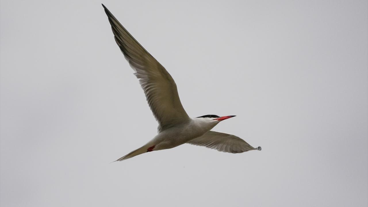 Deniz kırlangıçları