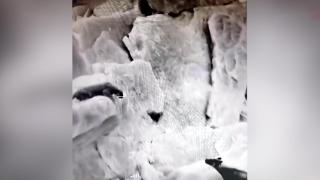 Anadolu parsı ve sırtlan aynı karede