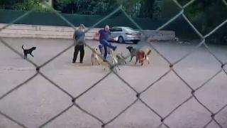 İzmir sokaklarında 450 bin başıboş köpek bulunuyor