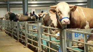 Kurbanlık alırken nelere dikkat edilmeli?