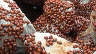 Uğur böcekleri kış uykusundan uyandı