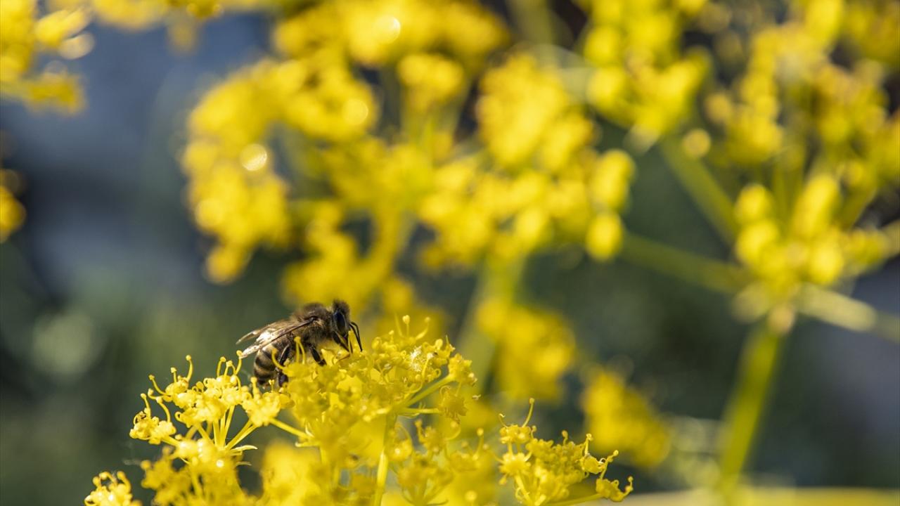 "Bazı seneler iklime bağlı bal üretimi düşüyor bazen de çok iyi oluyor"
