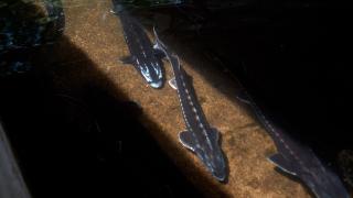 Nesli tehlike altındaki hazine: Mersin balığı