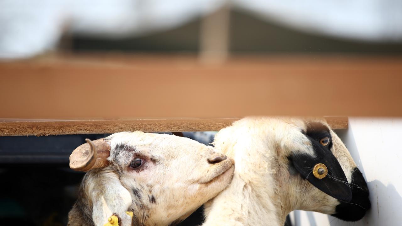 1 - Kurban kesim vakti ne zaman başlar ve biter?