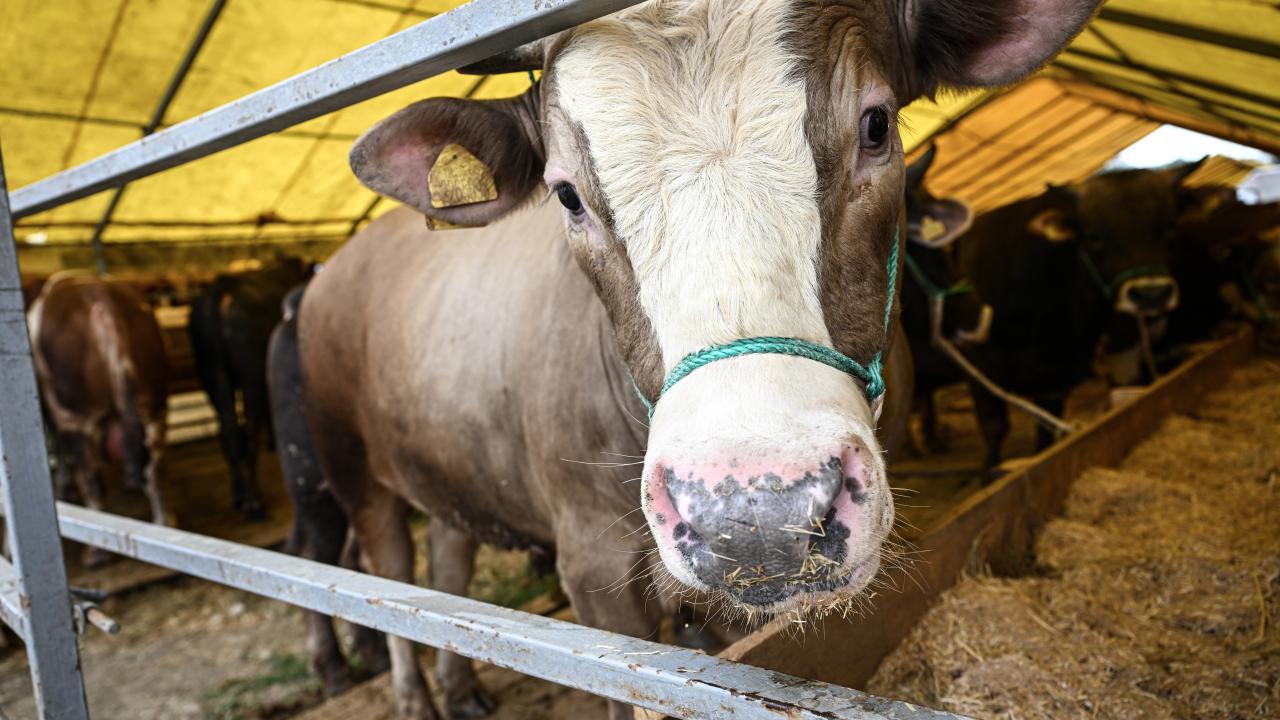 2 - Kimler kurban kesmekle yükümlüdür?