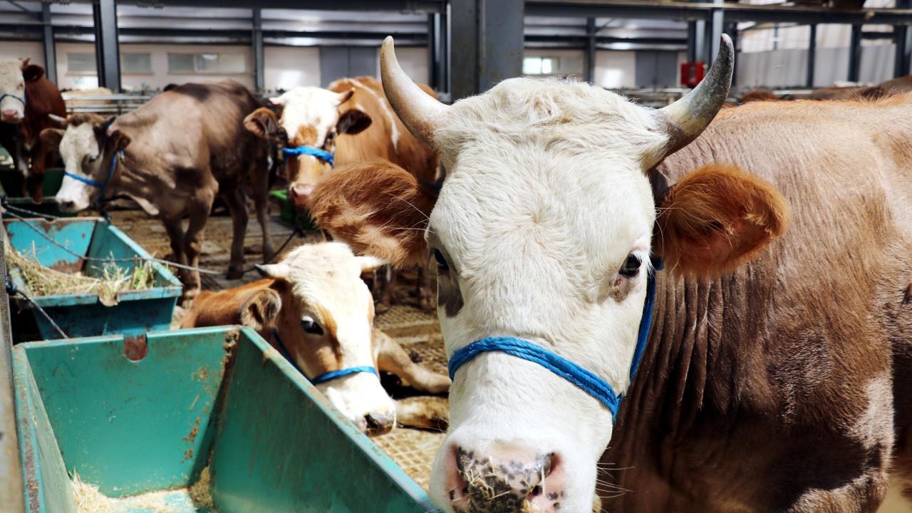 3 - Kurban edilecek hayvanlar hangi nitelikleri taşımalı?