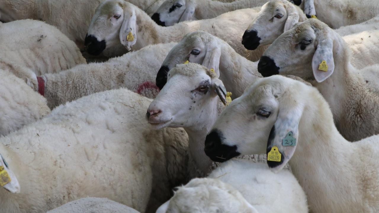 4 - Kurban kesmek yerine sadaka vermekle ibadet yerine getirilmiş olur mu?