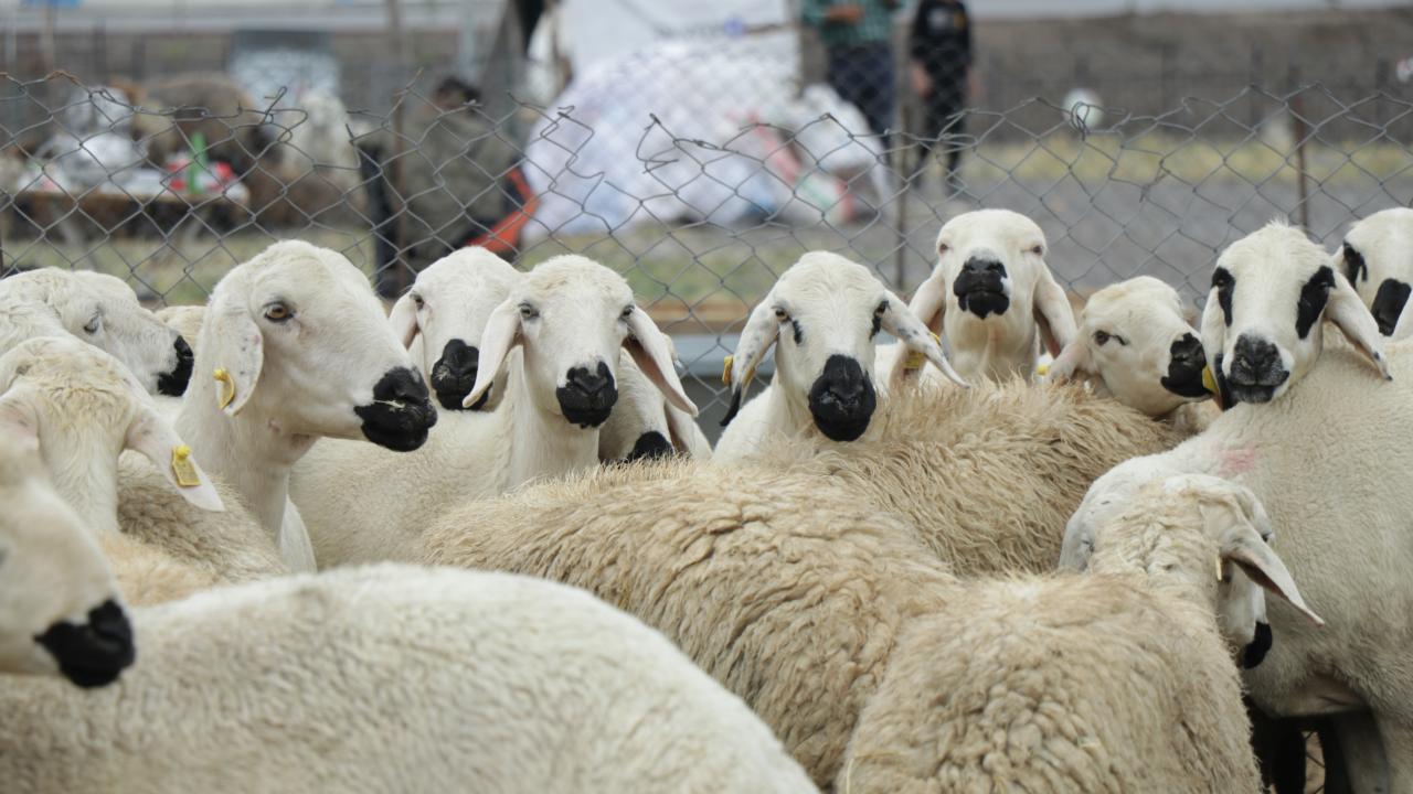 5 - Kurbanlık olarak satın alınan hayvana, daha sonra başkaları ortak edilebilir mi?