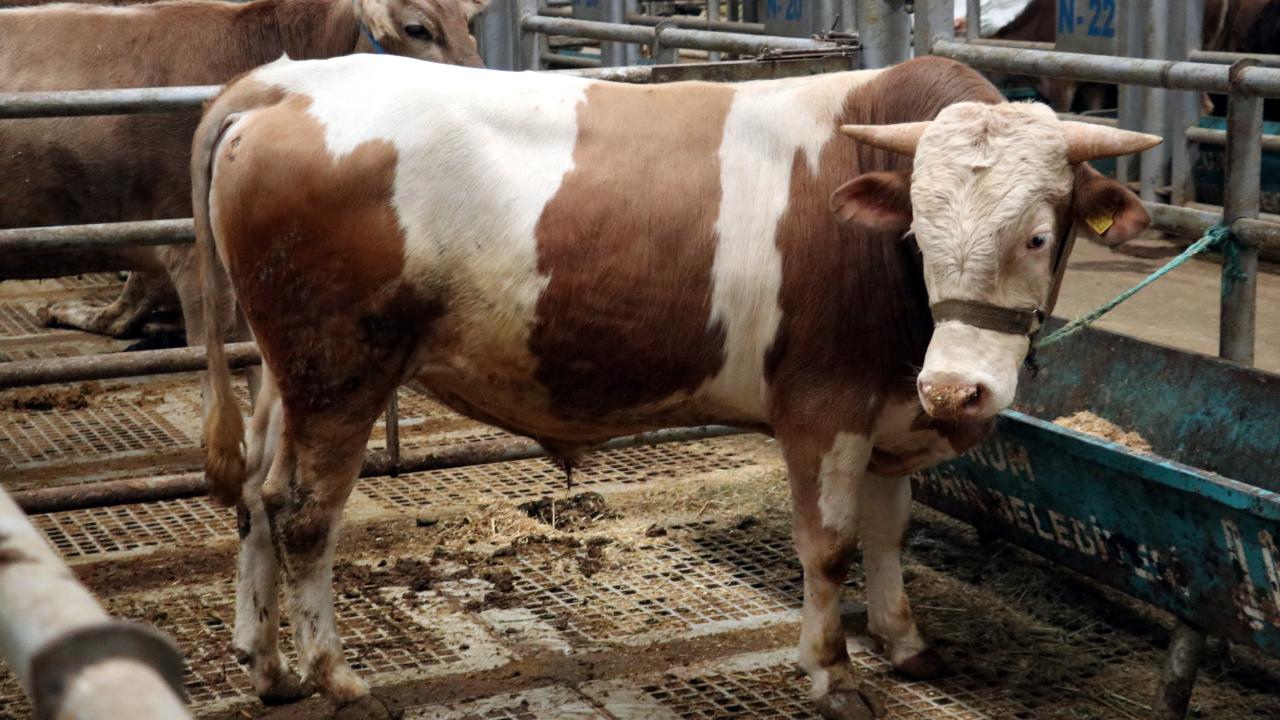 6 - Kurban kestikten sonra namaz kılmak gerekir mi?