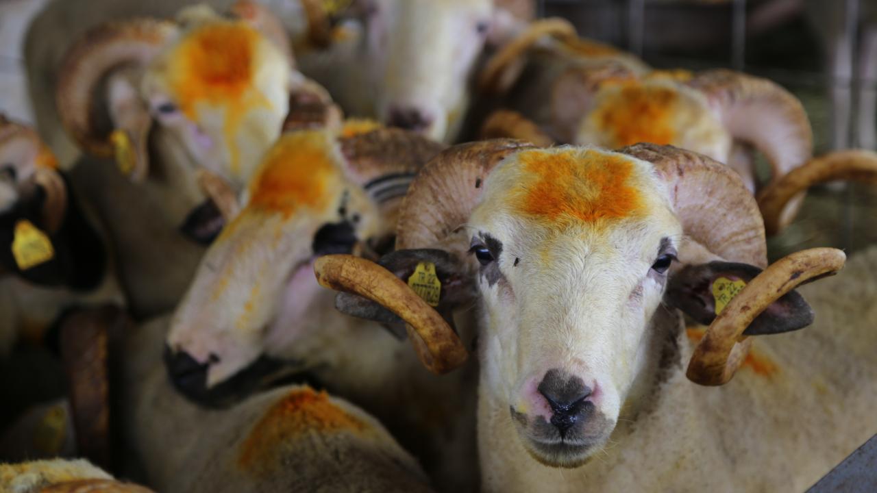 7 - Kredi kartıyla kurban satın almak caiz midir?