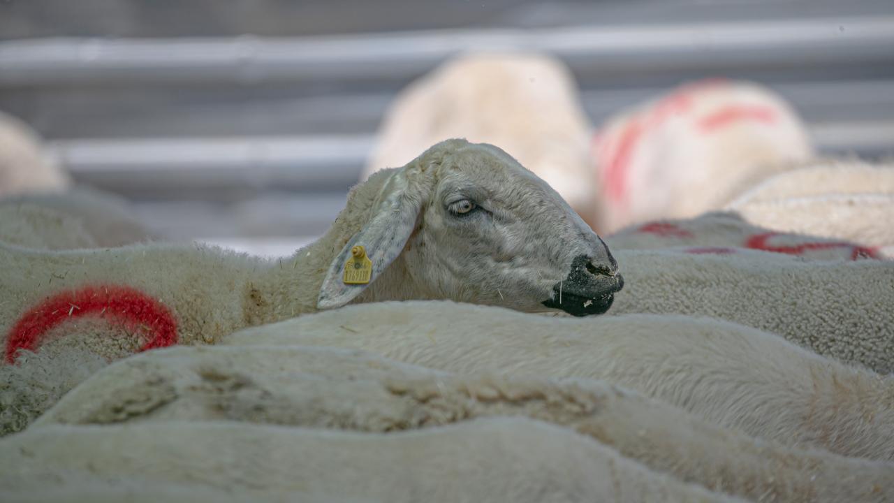 9 - Banka kredisiyle kurban kesilebilir mi?