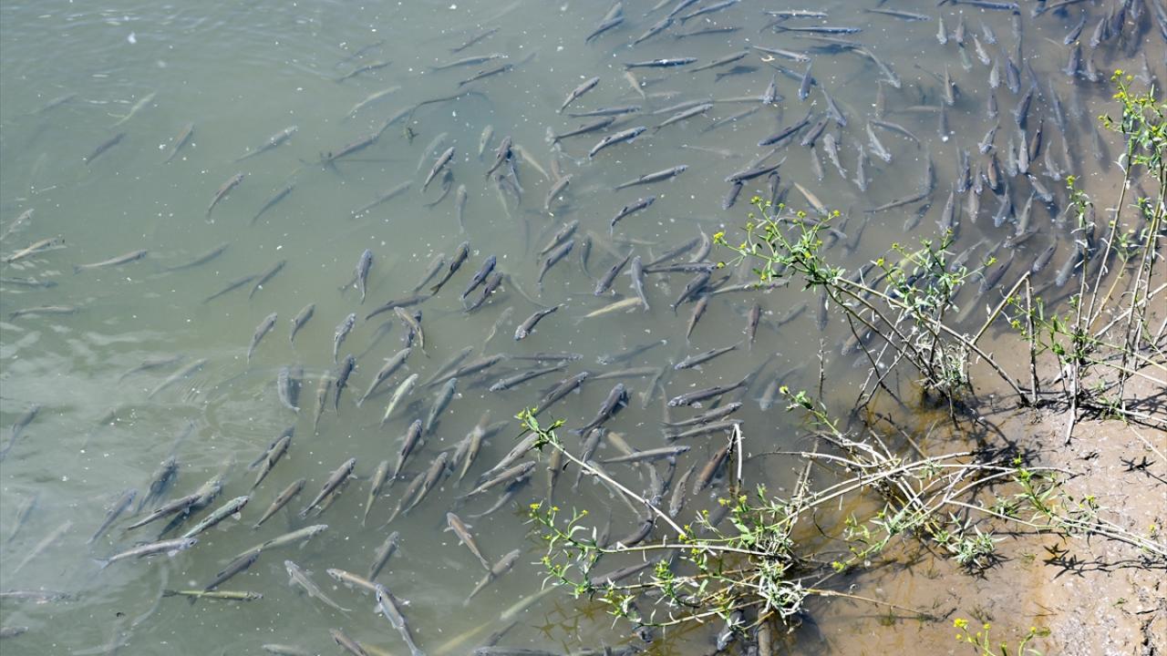 "Geçen yıl 8 ton 759 kilo canlı inci kefalini suya geri bıraktık"