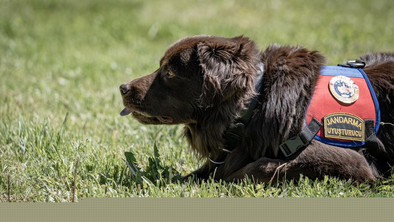 Hassas burunları, operasyonda ekiplerin işini kolaylaştırıyor
