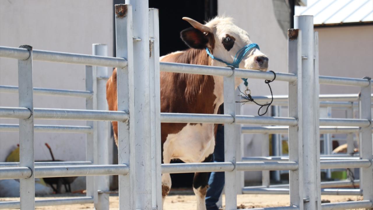 Erzurum`dan 59 bin 800 kurbanlık sevk edildi