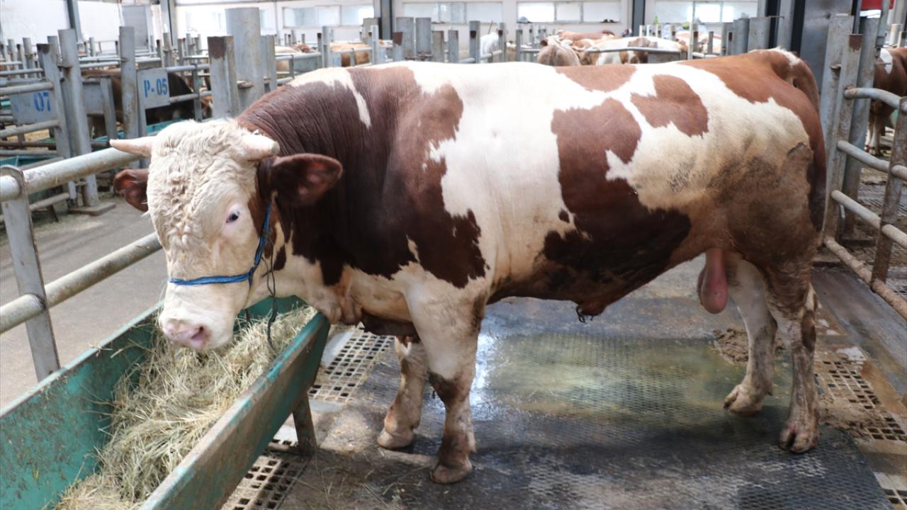 Açıldığı günden bu yana 158 bin hayvan denetlendi