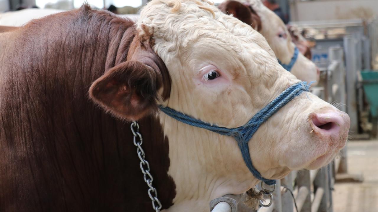 Ağrı`dan 11 bin 500 kurbanlık gönderildi