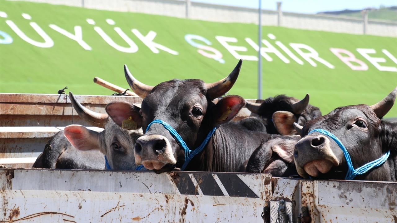 Kars`tan 15 bin 745 kurbanlık sevk edildi