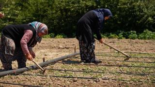 100 yıllık ata tohumları kadın çiftçilere dağıtıldı
