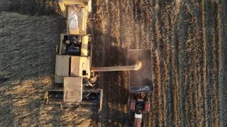 İdlib'te buğday hasadı