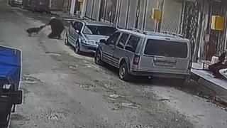 Ordu'da başıboş köpek ekmek almaya giden kadına saldırdı