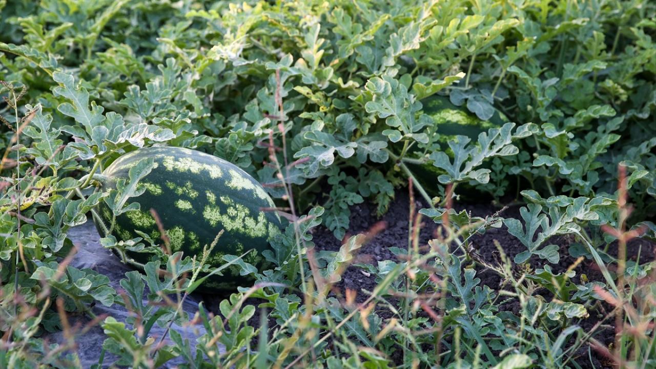 Sıcak hava ürünün fiyatını da etkiledi