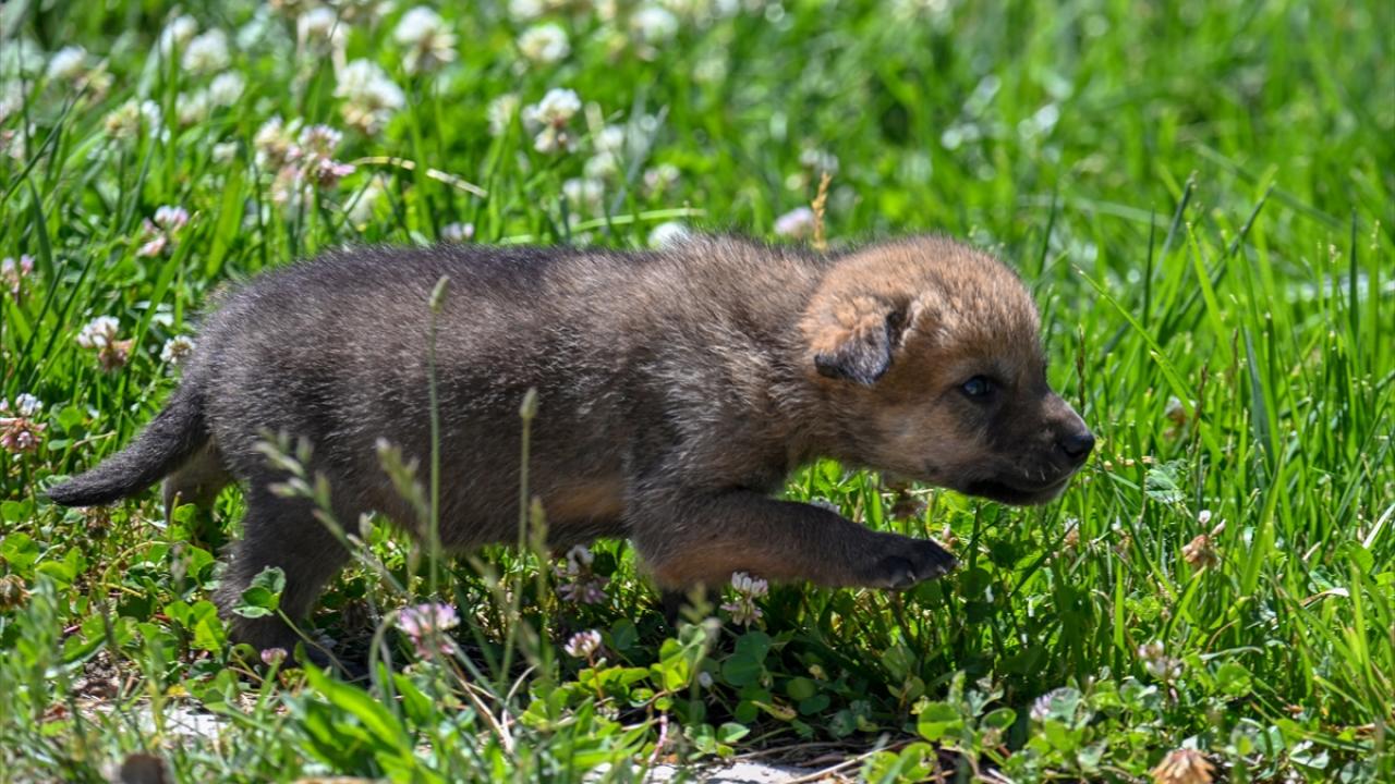"Şimdiye kadar da 10 kurt yavrusuna burada baktık"