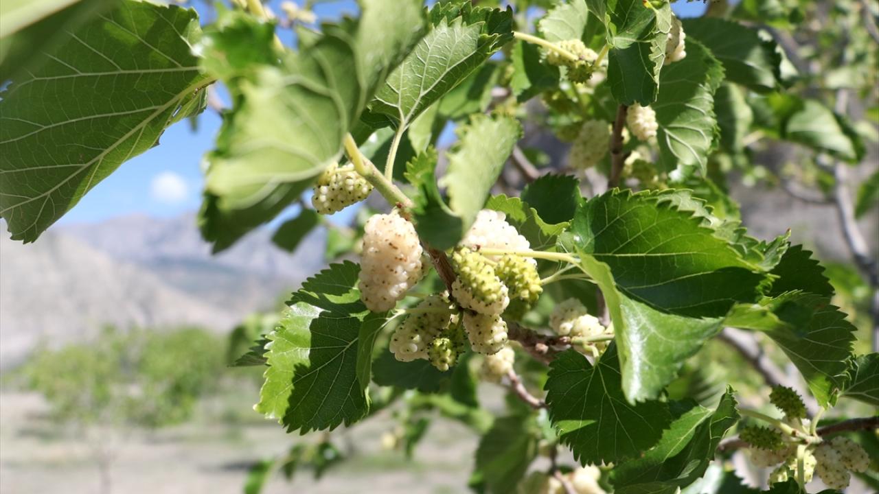 "Bu alanı uzun vadede tarım organize sanayi bölgesine çevirmek istiyoruz"
