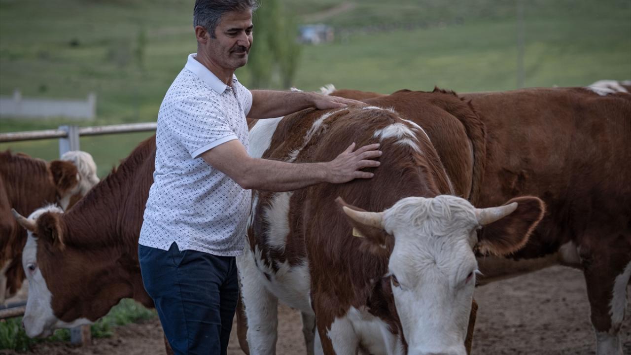 "Kaliteli hayvanı yurt dışında ve büyük şehirlerde aramak zorunda kalmıyorlar"