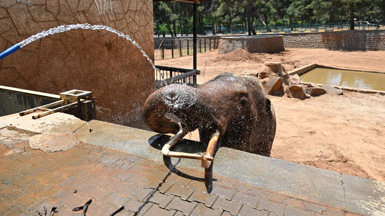 "Ayılara buz halinde meyve kokteylleri veriyoruz"