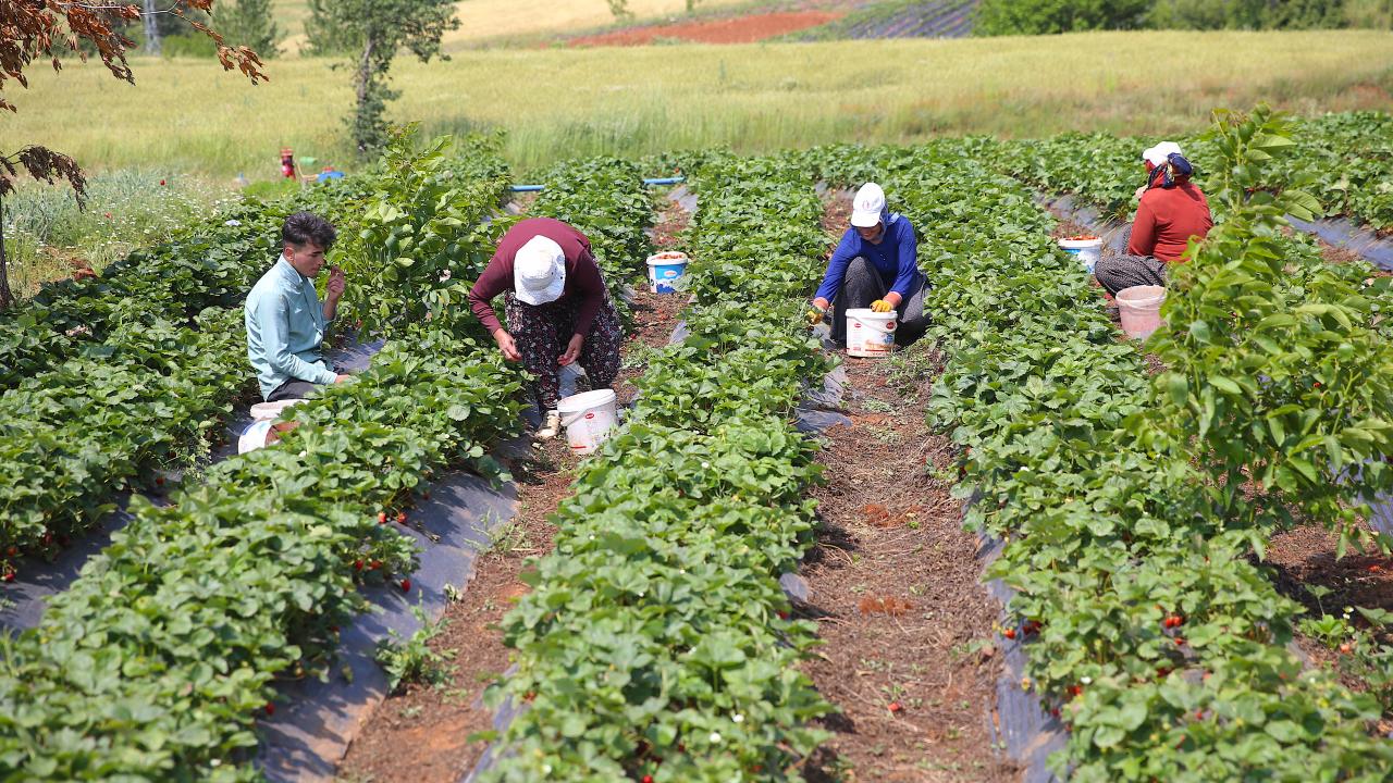 200 olan mahalle nüfusu çilek yetiştiriciliği sonrasında 3 bine kadar çıktı