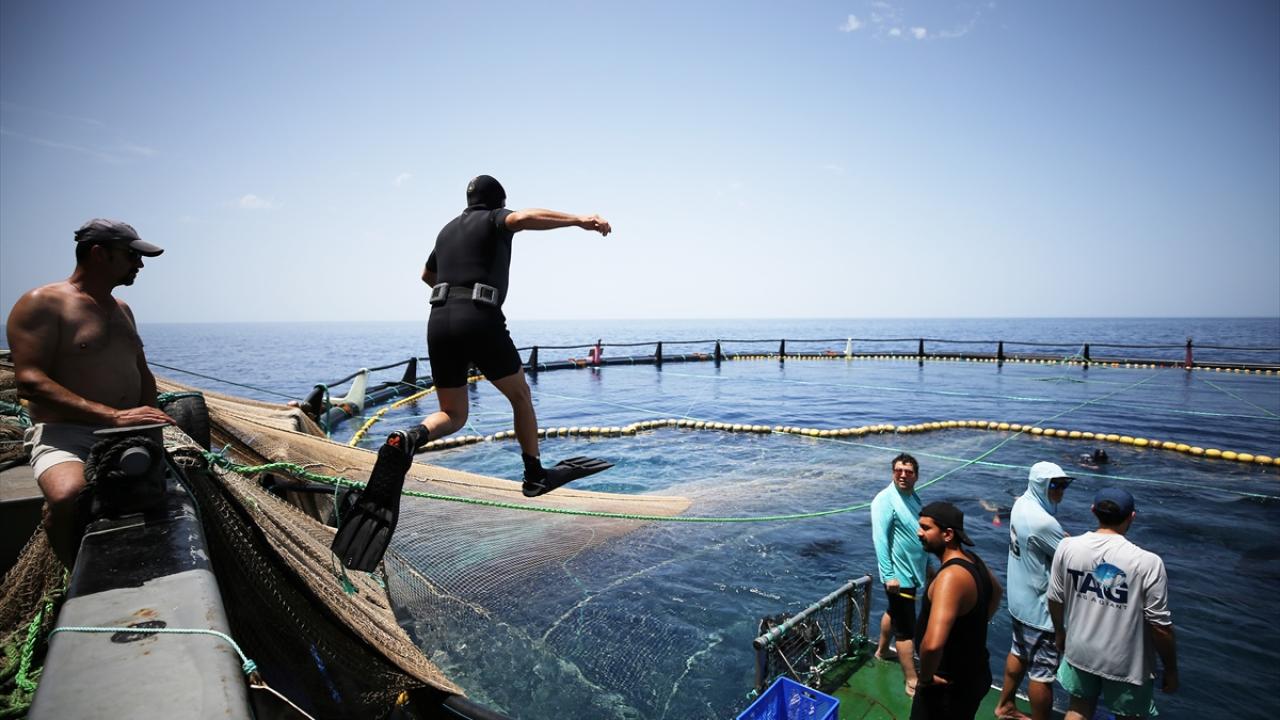Cihazlar 1 yıl balıklarda kalacak