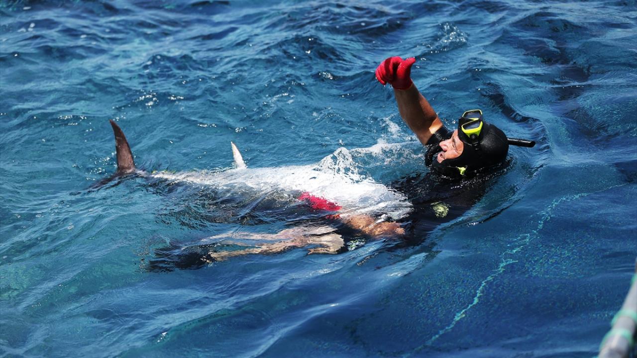 Balıkçılara "Cihazlı orkinosa dokunmayın" çağrısı