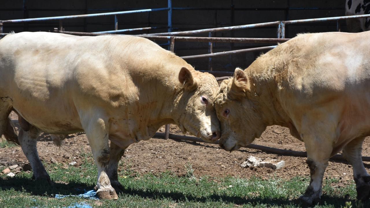 "Agresif ve aksi oldukları için bir daha pazara çıkarmaya cesaret edemiyoruz"