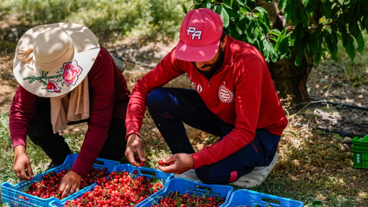 Tunus'ta kiraz hasadı başladı
