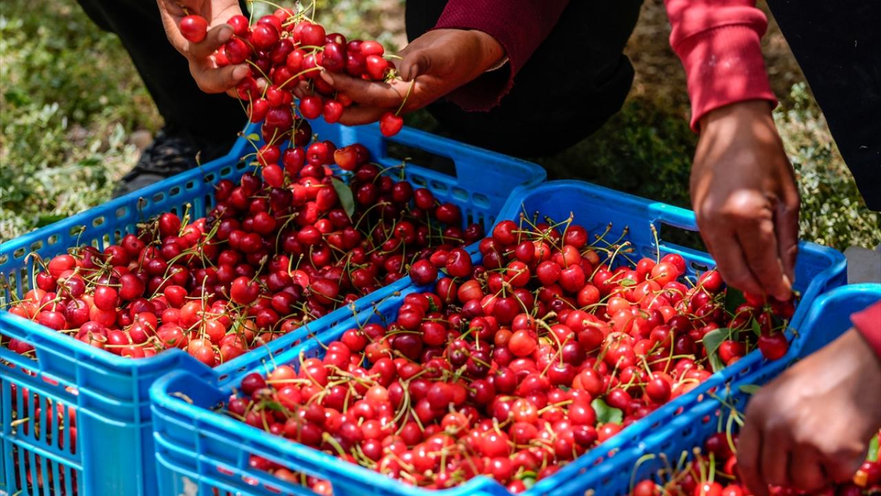 Tunus'ta kiraz hasadı başladı