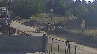 Başıboş köpekler 57 yaşındaki kadına saldırdı