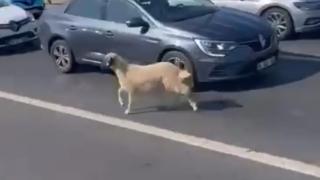 İstanbul'da kaçan koyun TEM Otoyolu'nu karıştırdı